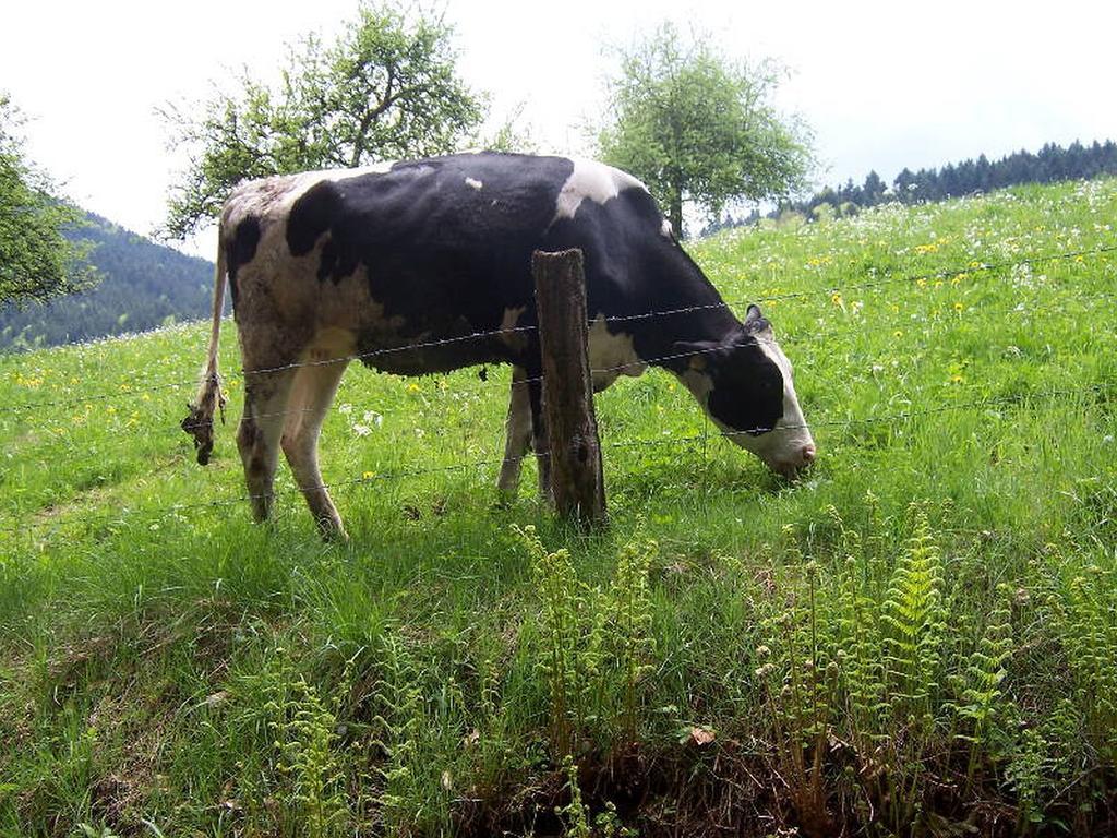 Stinneshof Oberharmersbach Bagian luar foto