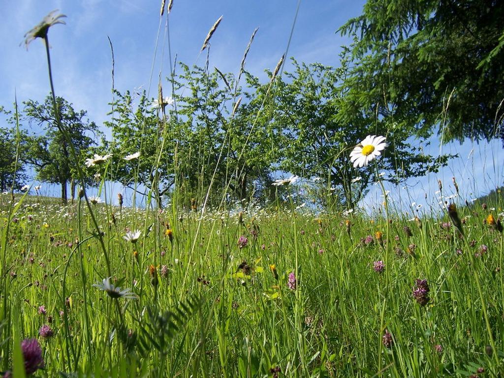 Stinneshof Oberharmersbach Bagian luar foto